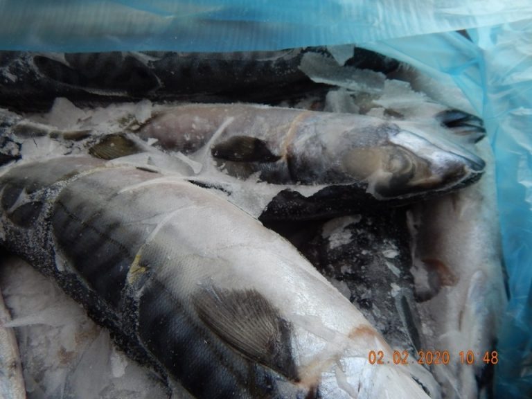 Frozen salmon cargo detained in Russia as it attempted to enter Lithuania earlier than the date it was labeled in Iceland