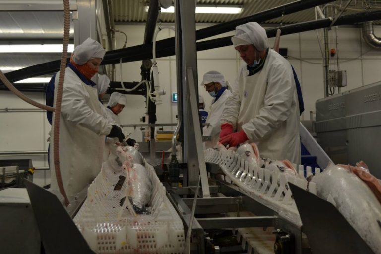 Norwegian processing rules for production fish temporarily set aside