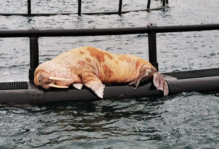 “I talked to it and it just looked at me and went to sleep”