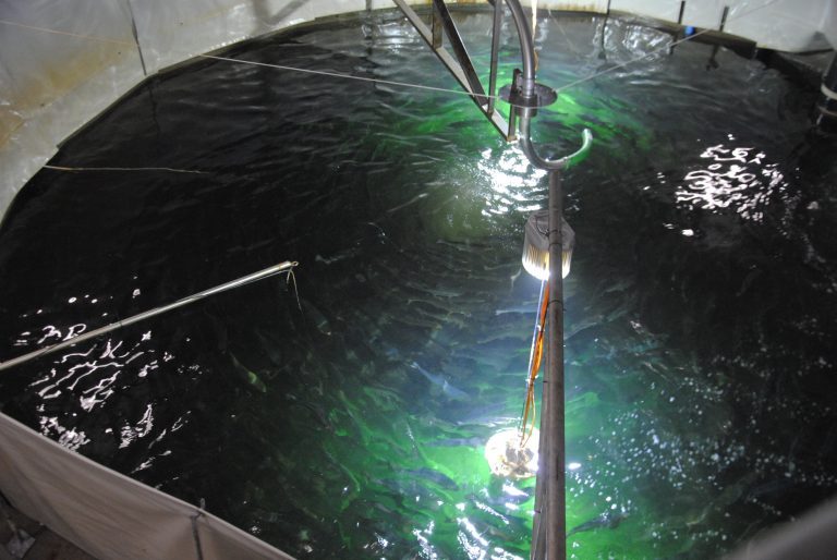 Quarter of a million salmon die at Atlantic Sapphire’s Danish RAS facility