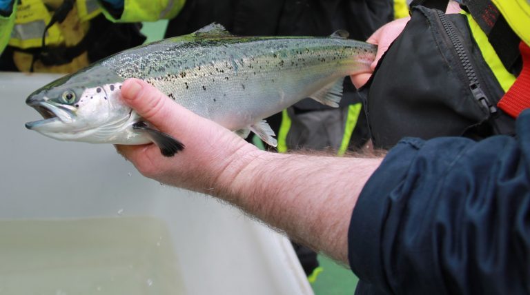 Scottish Sea Farms, University of Aberdeen, BioMar and SAIC to investigate salmon gill health