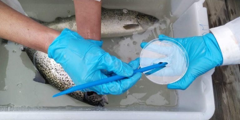 This salmon is the first farmed off the Portuguese coast