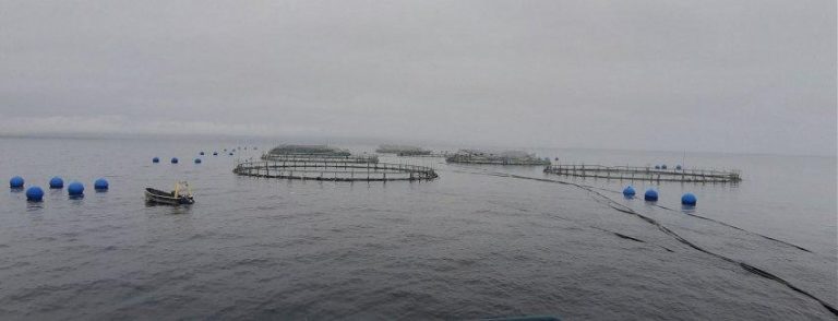 Up to 50,000 fish escape from Cermaq trout farm