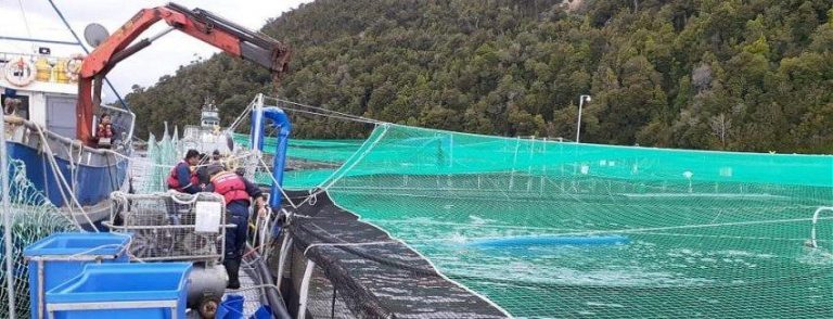 10,000 harvest size salmon die from red tide