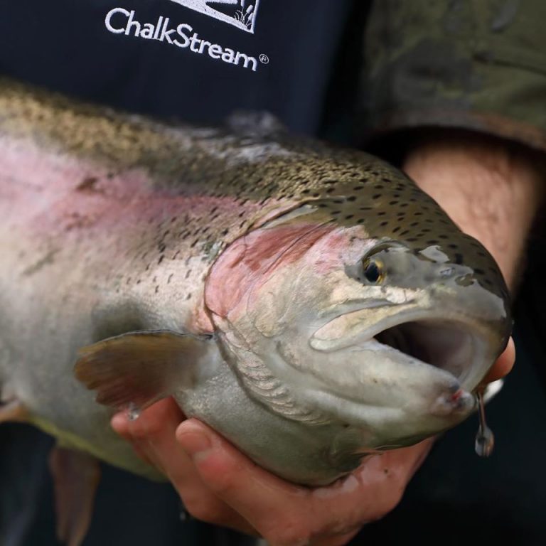 Celebrity chef-endorsed trout farmer turns to home delivery because of the coronavirus