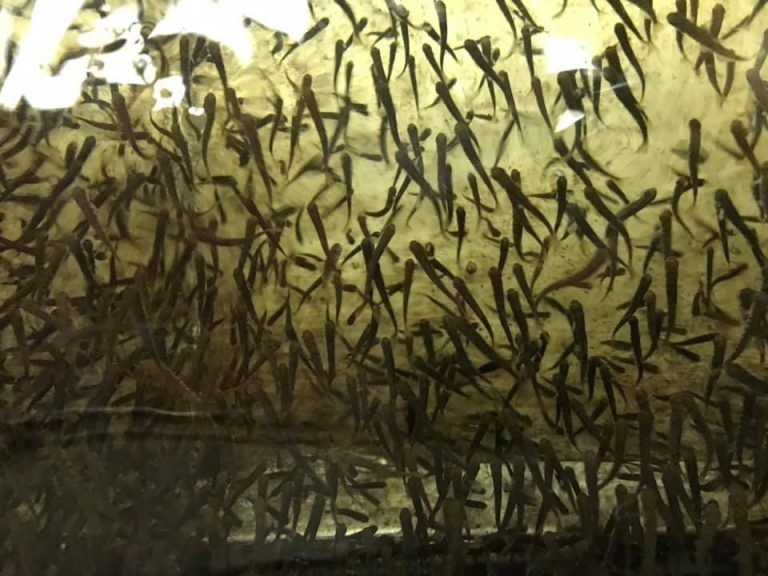 Young salmon born from 20 year-old frozen sperm set to be released