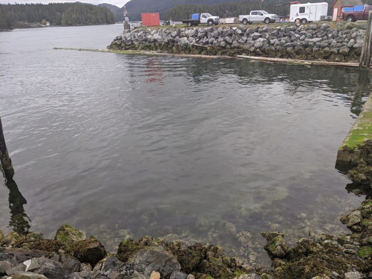 Cermaq Canada accidently spills several hundred litres of waste water in Tofino