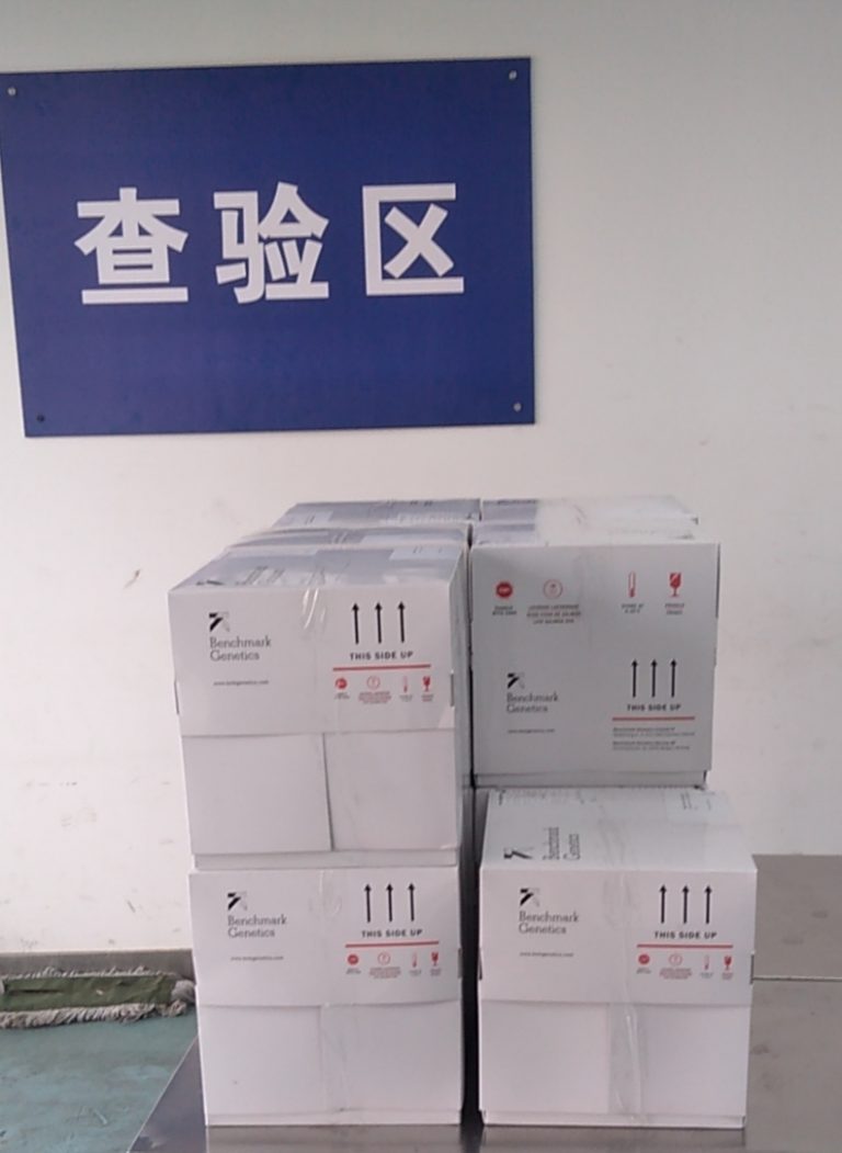Stofnfiskur gets eggs to China for land-based projects despite coronavirus travel chaos