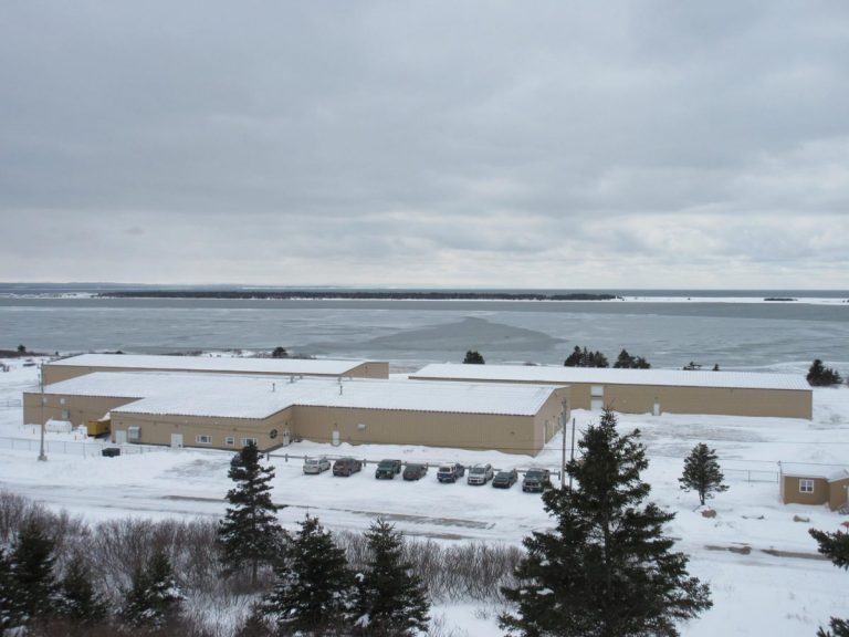 Northern Harvest culling 450,000 fish after ISA found