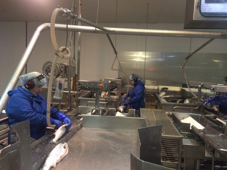 Stable or slightly falling salmon prices after Easter