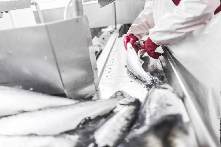 Stable salmon prices for the sixth week in a row, but challenging for larger salmon