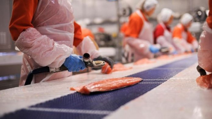 Stable price for salmon next week