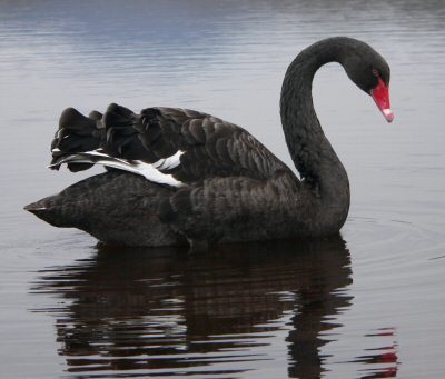 Coronavirus’ black swan