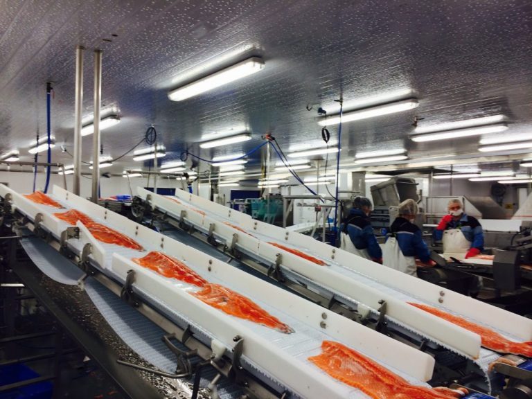 Marginal price decline for the first May salmon