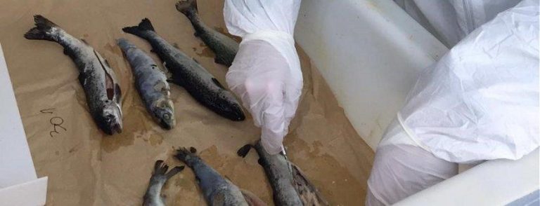 Authorities investigate suspected ISA at Granja Marina Tornagaleones site