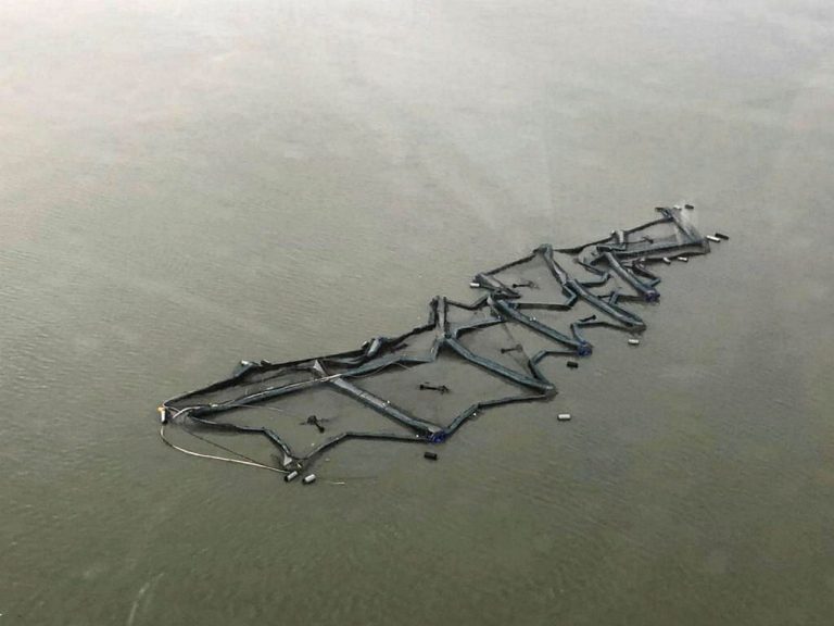 More fish died and escaped than was initially reported from flood-ravaged Salmones Camanchaca site