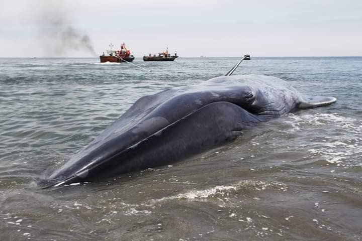 Whale found tangled and trapped in rope dies at salmon farm