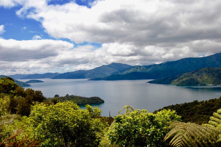 Small fish sizes hurt New Zealand King Salmon as company announces €3.3m in losses