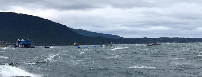 875,000 salmon in storm hit cages are not fit for human consumption