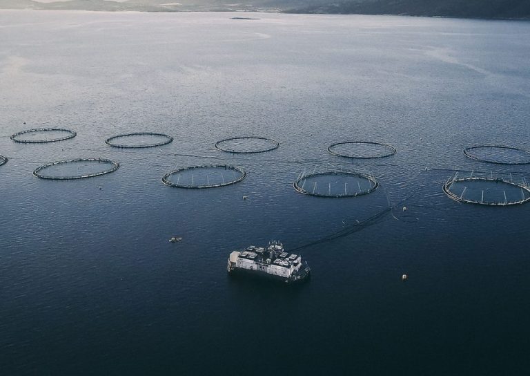 The steep salmon price fall continues 