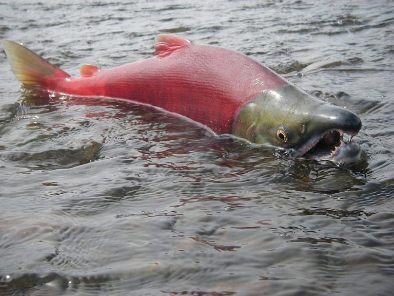 Sockeye landings are 70 per cent lower than 2019