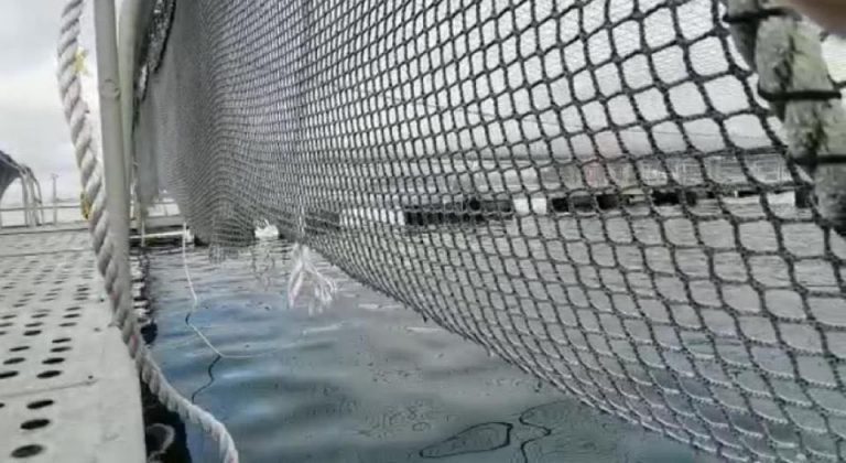 Salmones Camanchaca files police report over deliberate damage to cages which has resulted in 90,000 salmon escaping