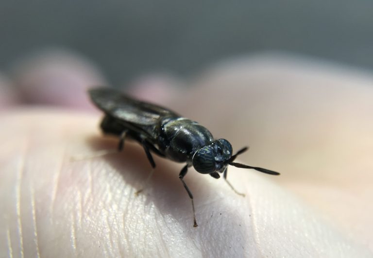 Black soldier fly farm raises $1.6 million in seed investment