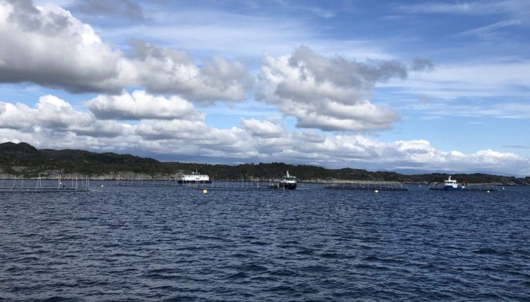 Soft demand as salmon spot prices are closer to break-even levels