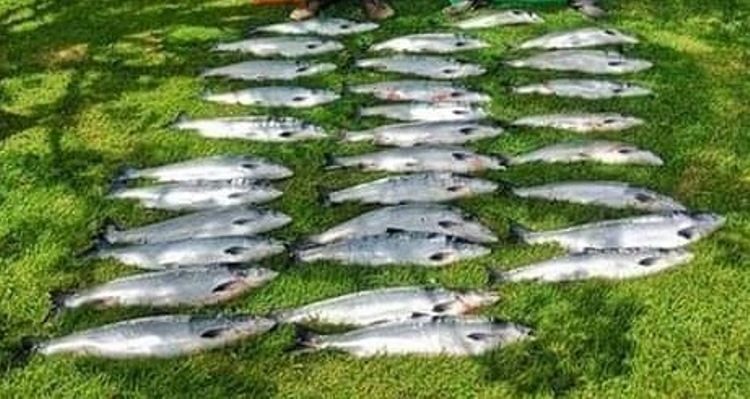 Salmon poaching has “sky-rocketed” in Ireland since coronavirus