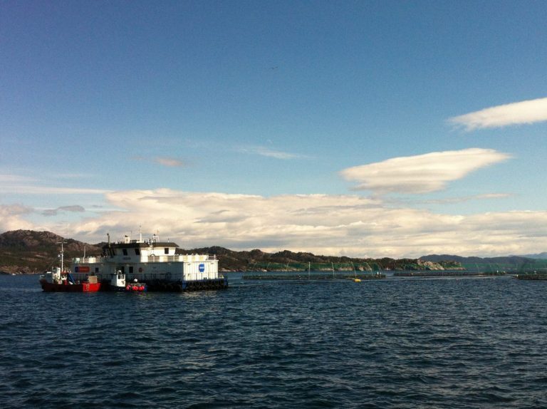 Lerøy Q2 result shaken by price fall
