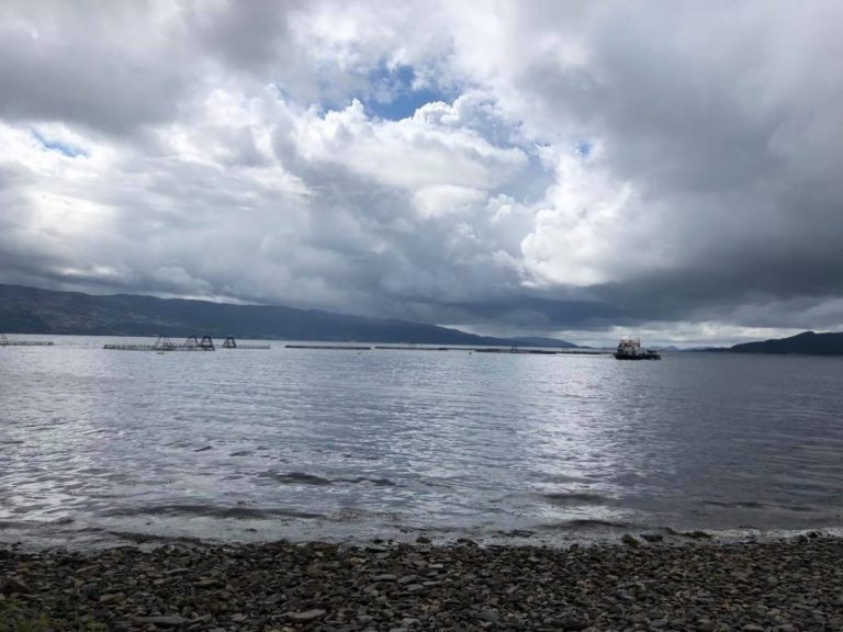 30 fish farming companies bought salmon permits for €566m