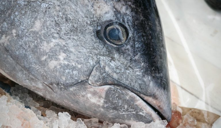 Bluefin tuna torpedoed Lerøy salmon cage
