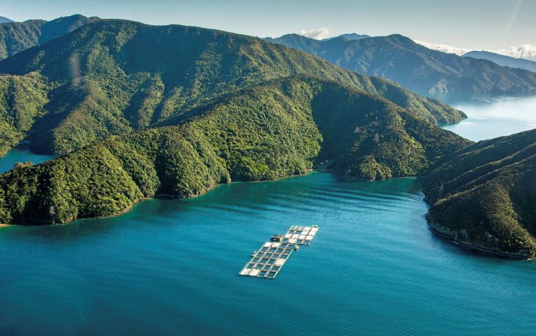 ‘Time running out to save the aquaculture industry in New Zealand’