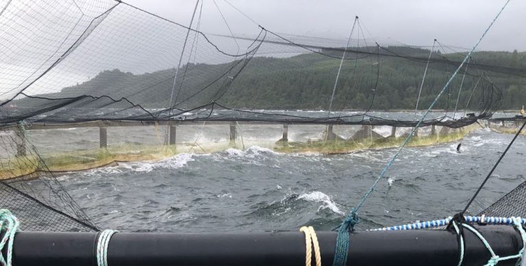 Mowi to study post-escape interbreeding between wild and farm-raised salmon