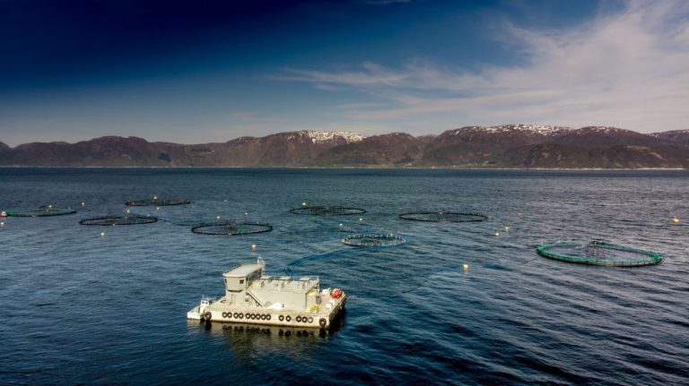 Stable or a small increase for next week’s salmon price