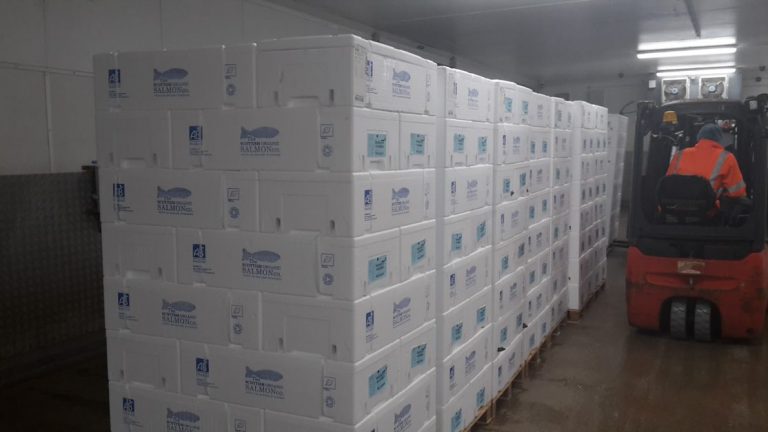Under new brand name, Mowi Scotland harvests organic salmon for first time