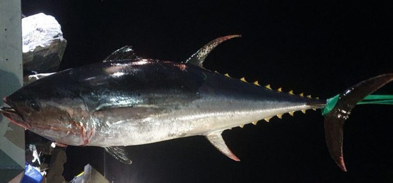 Bluefin tuna smashes through salmon cage