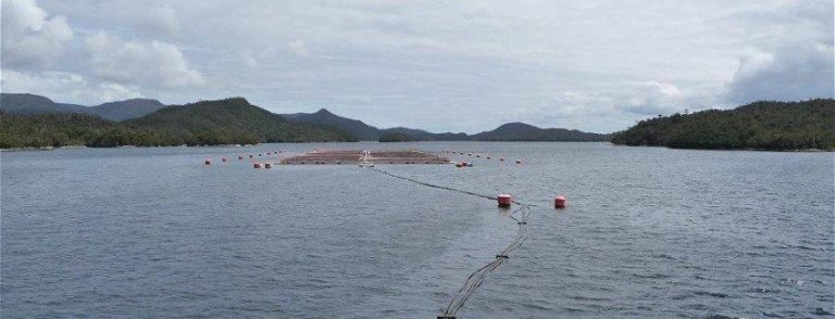 Authorities slap salmon farmer with $95,000 reoffending fine over improper antibiotic use