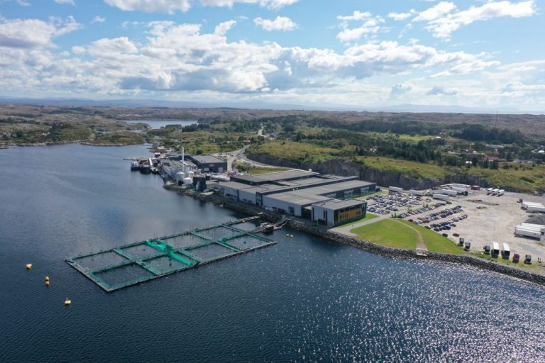 Ten per-cent price drop as supermarket chains dominate salmon trading