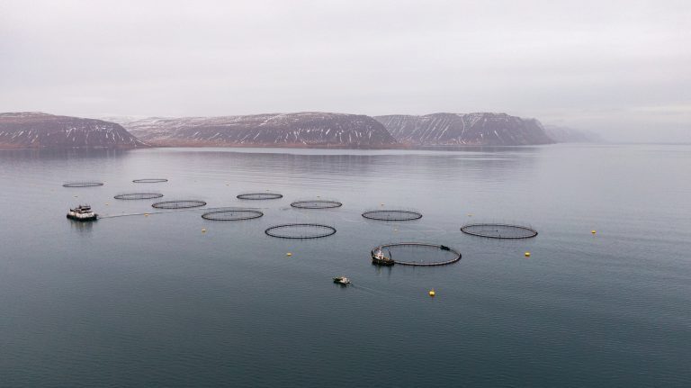 Iceland denies reports of halt to new salmon farming licenses