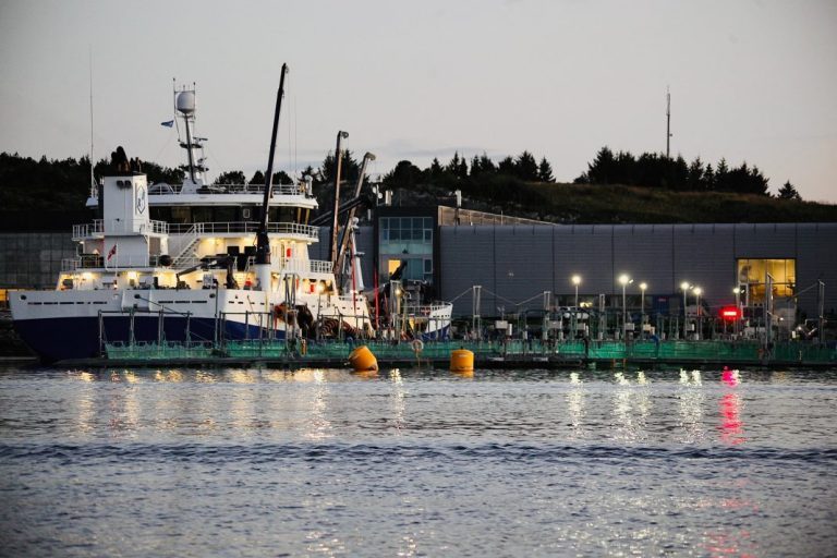 Climbing salmon prices – on increased volumes