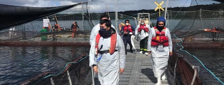 Authorities verify presence of ISA virus at Chilean salmon farm