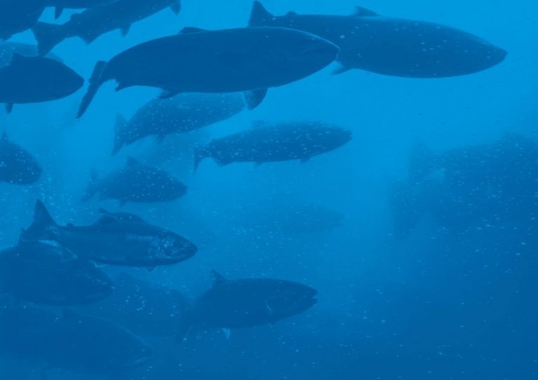 Small start-up CageEye aims to control the feeding in 46 per-cent of Norway’s salmon cages – in four years