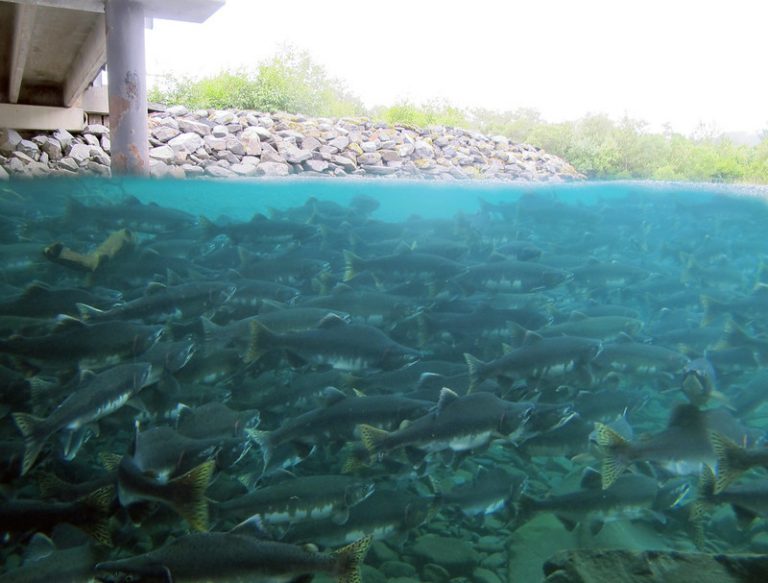 $75 million land-based pink salmon farm planned in Argentina