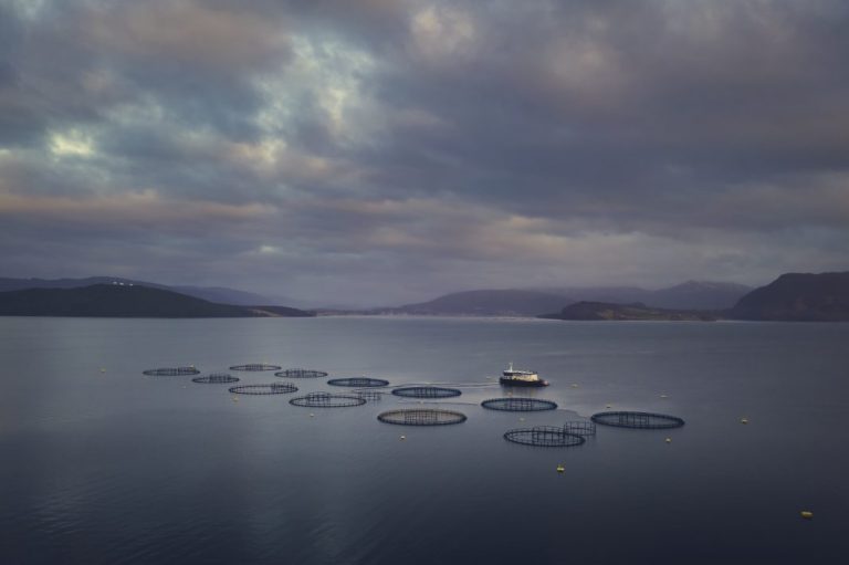 Stable price for the first November salmon