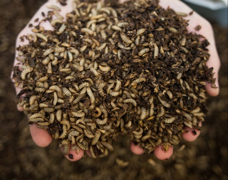 Government announces £10 million in funding to accelerate black soldier fly farming for aquaculture