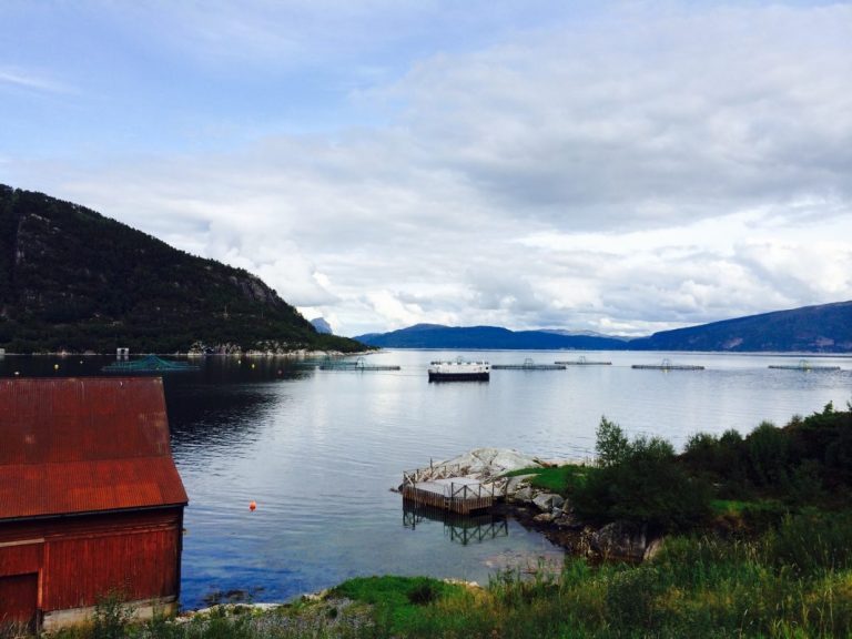 Next week’s salmon prices are strengthening: “We can live with this”