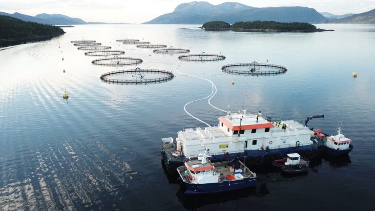 Rising salmon prices: “Have we seen the bottom?”