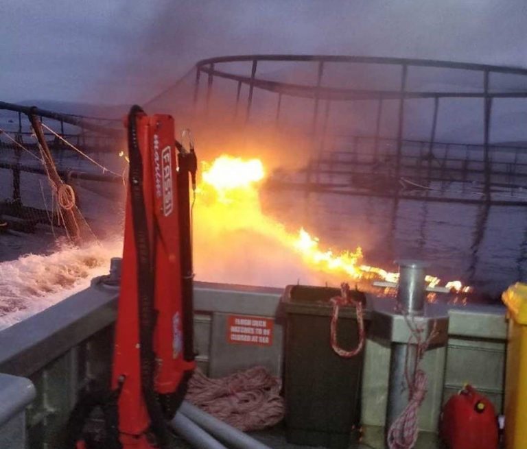 Report finds Tasmanian salmon escapes have “minimal impact”