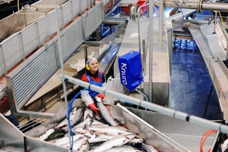 Salmon is now being sold at the lowest December price since 2012